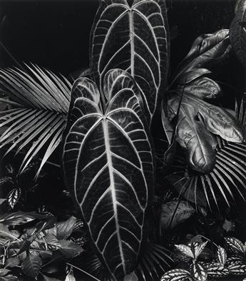 BRETT WESTON (1911-1993) Leaf Cluster * Leaf on Asphalt.